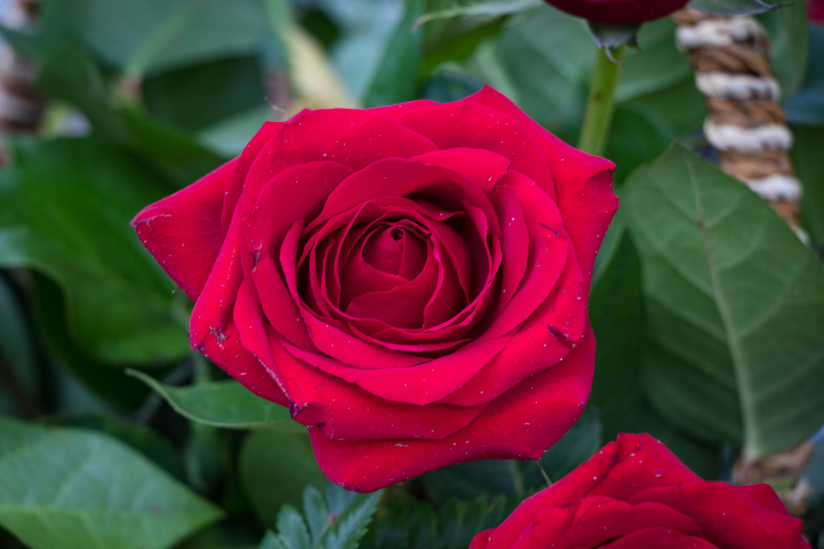 rose.jpeg
